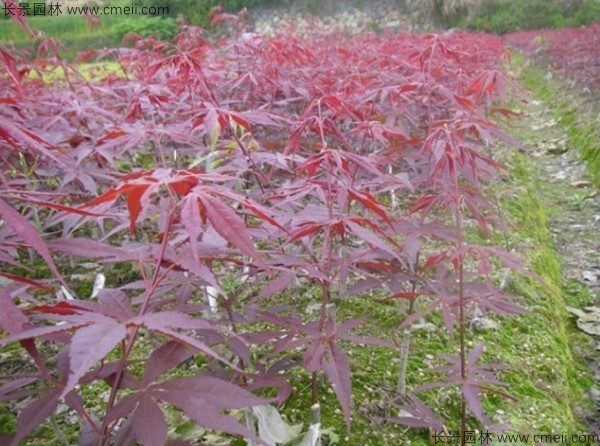 紅楓種子發(fā)芽出苗圖片