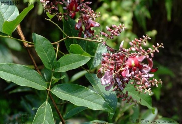 雞血藤種子發(fā)芽出苗開花圖片