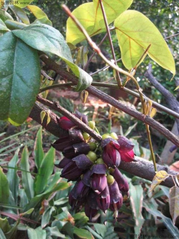 雞血藤種子發(fā)芽出苗開花圖片