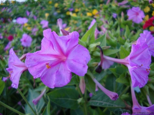 野茉莉種子發(fā)芽出苗開花圖片