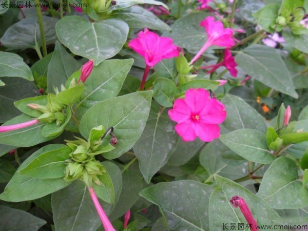 野茉莉種子發(fā)芽出苗開花圖片