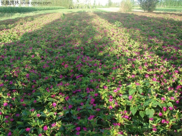 野茉莉種子發(fā)芽出苗開花圖片