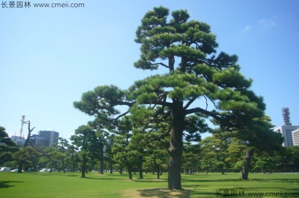 日本黑松種子發(fā)芽出苗圖片