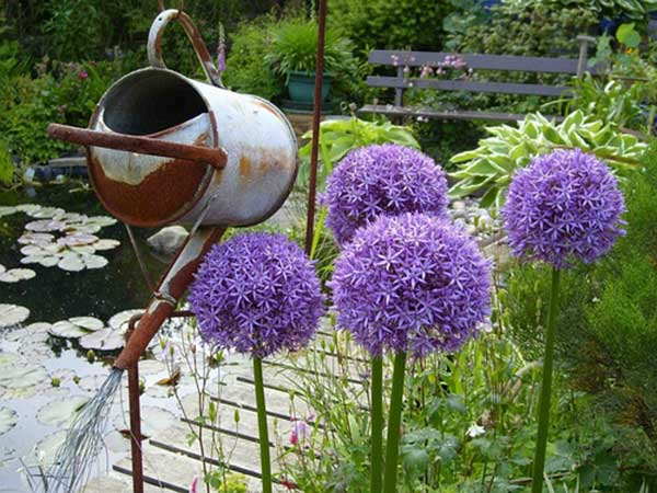 大花蔥種子發(fā)芽出苗開花圖片