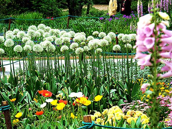 大花蔥種子發(fā)芽出苗開(kāi)花圖片