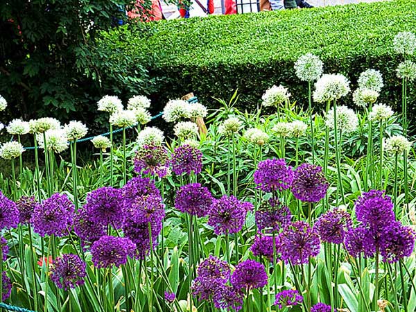 大花蔥種子發(fā)芽出苗開(kāi)花圖片