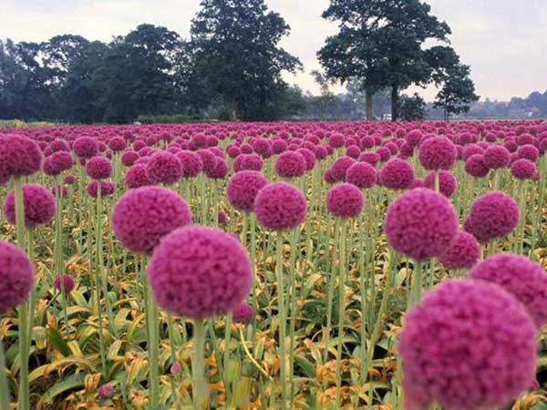 大絨球種子發(fā)芽出苗開花圖片