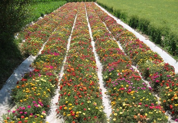 松葉牡丹種子發(fā)芽出苗開(kāi)花圖片