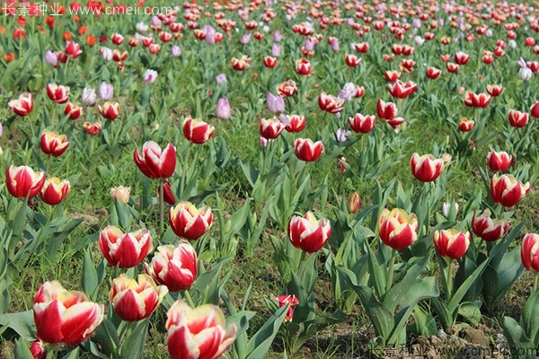 郁金香開(kāi)花圖片