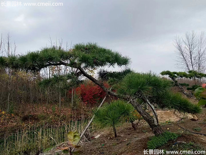 景觀樹造型黑松大型地景