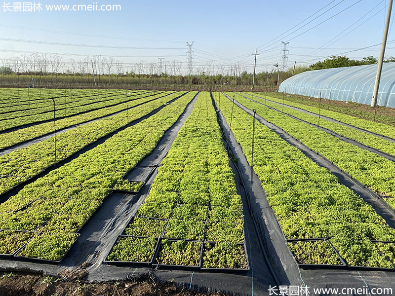 佛甲草托盤苗容器苗直接鋪設