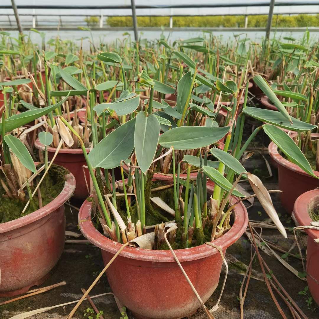 水生植物再力花袋苗盆栽容器苗