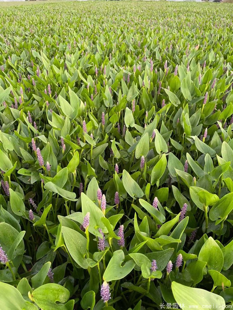 水生濕地植物梭魚(yú)草