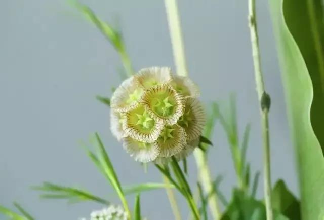 輪峰菊的形態(tài)特征、生長習(xí)性及種植方法