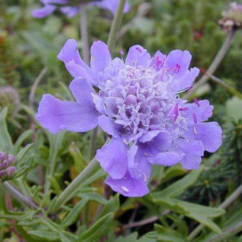 輪峰菊的形態(tài)特征、生長習(xí)性及種植方法