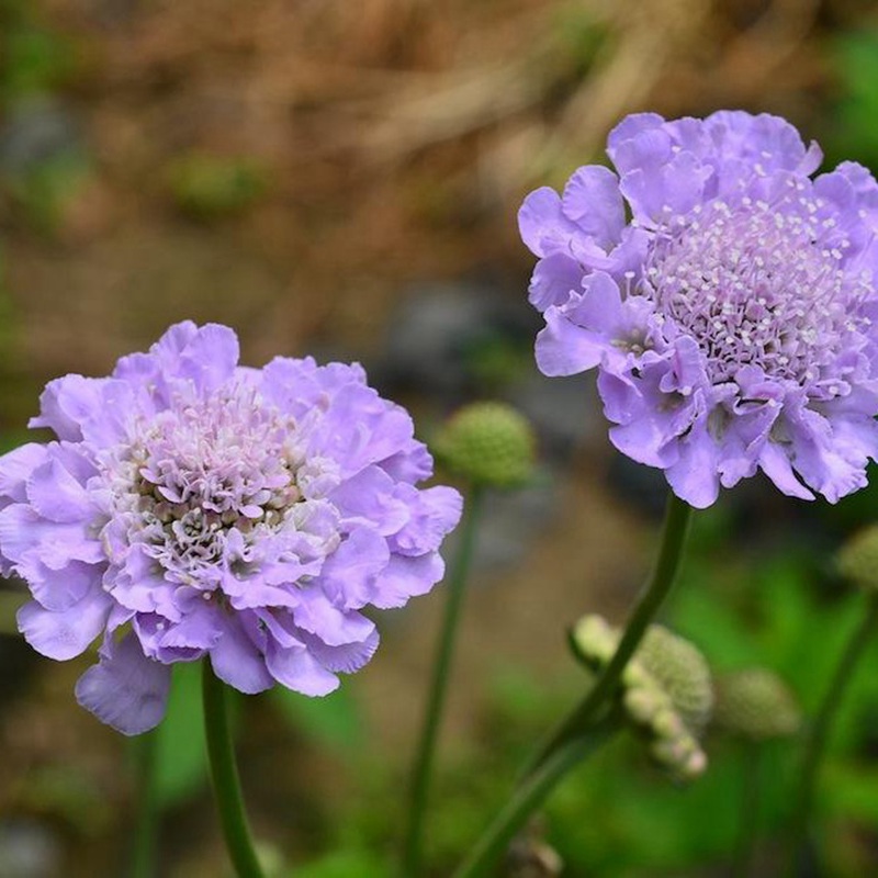 輪峰菊的形態(tài)特征、生長習(xí)性及種植方法