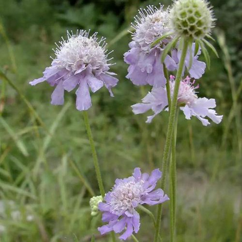 輪峰菊的形態(tài)特征、生長習(xí)性及種植方法