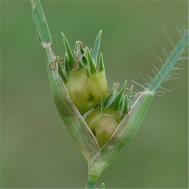 野牛草開花